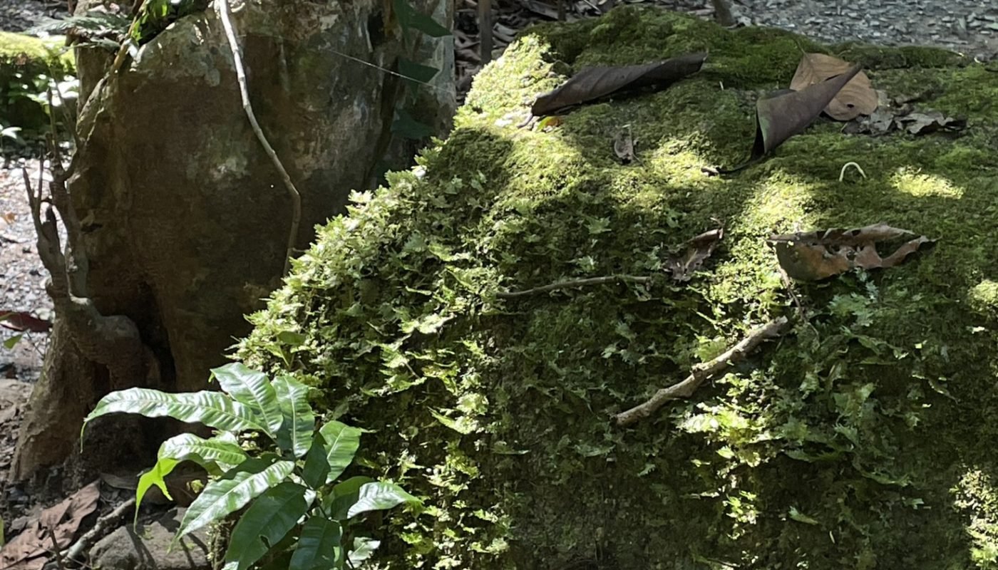 กำปอง 1 ไร่ (3)