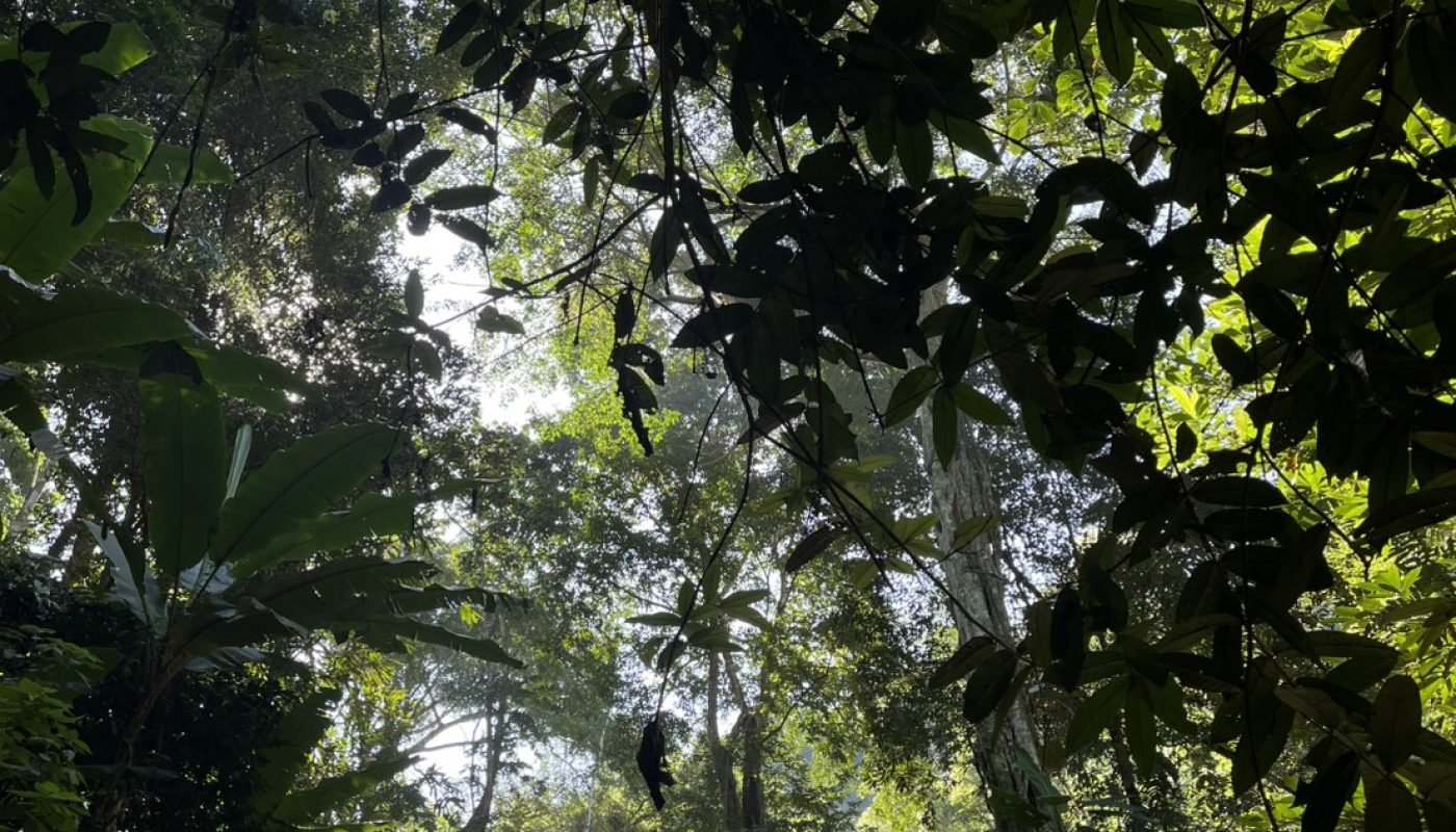 กำปอง 1 ไร่ (4)