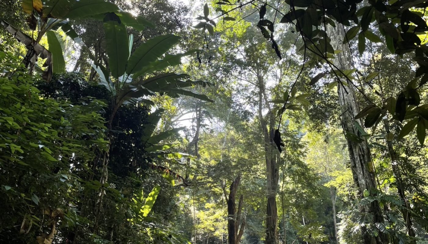 กำปอง 1 ไร่ (6)